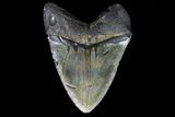 Fossil Megalodon Tooth - Very Heavy Tooth #75536-2